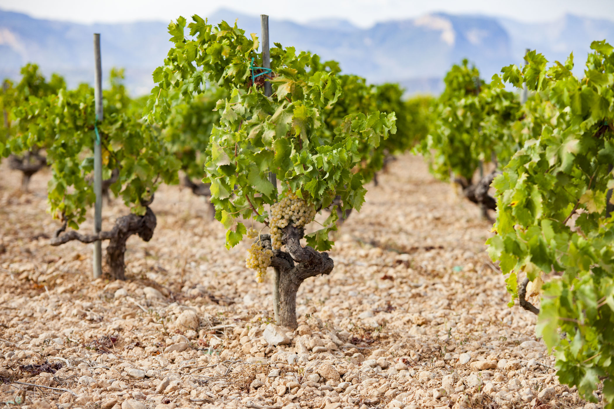 Druivenoogst op Mallorca beduidend lager