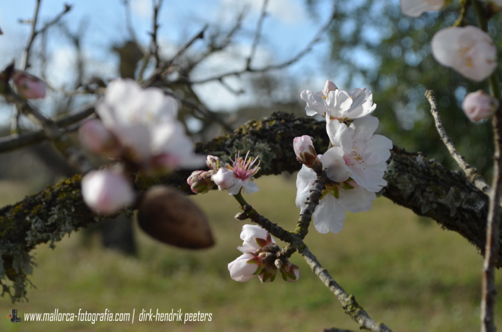 Mandelblüte auf Mallorca