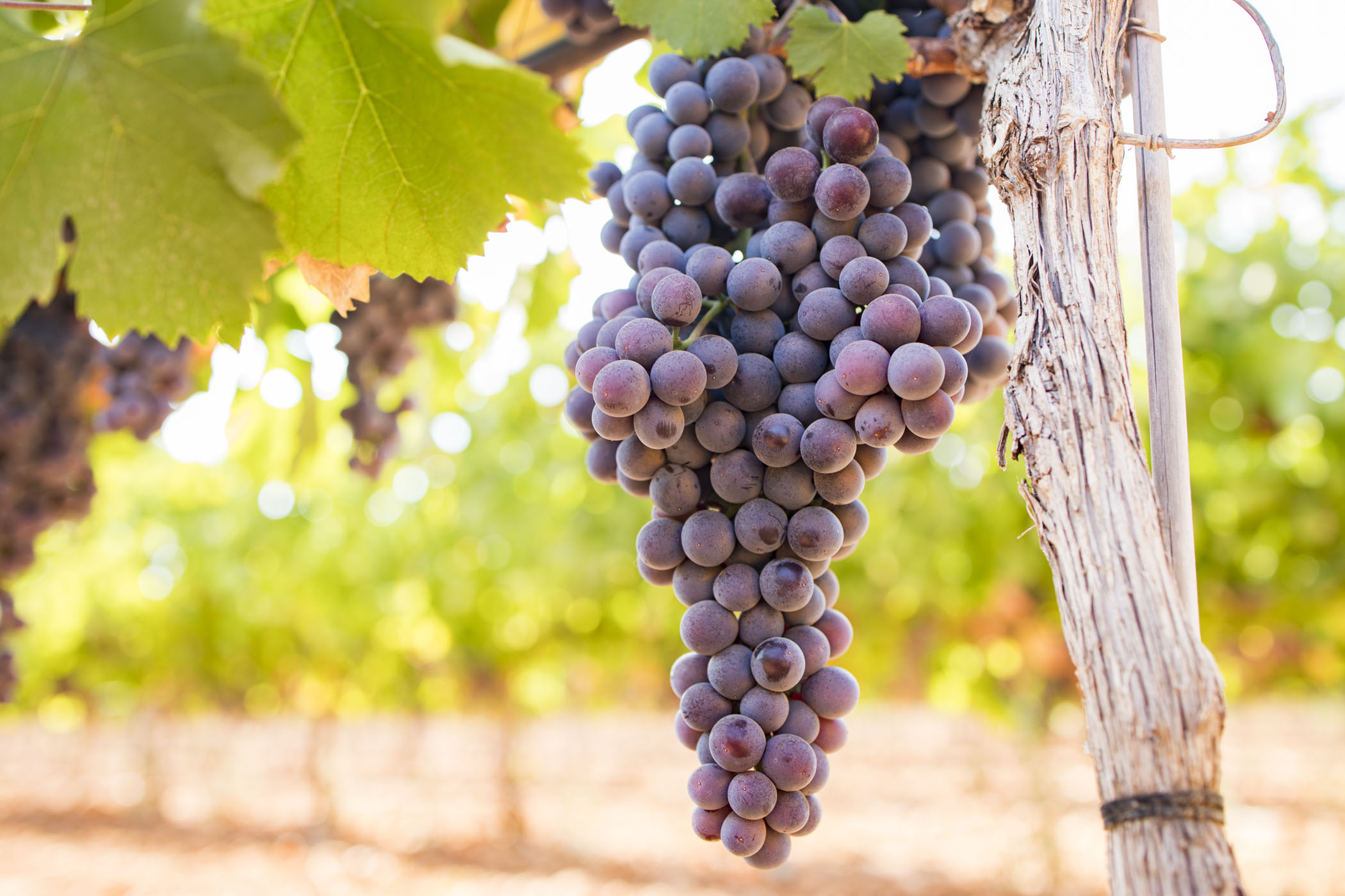 Guter Wein statt teurer Fehlkauf: So finden Sie auf Mallorca spanische Spitzenweine, die wirklich halten, was sie versprechen