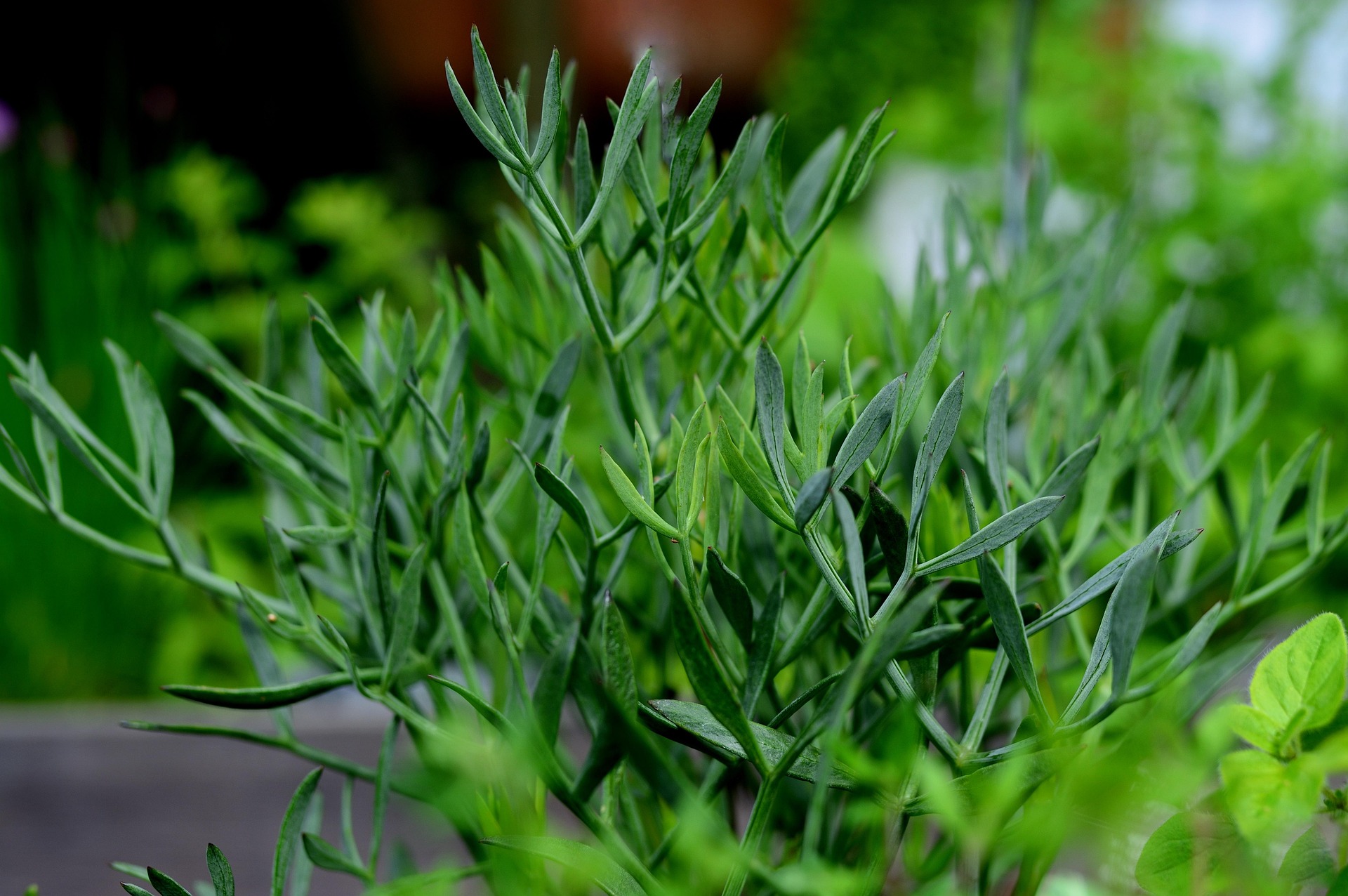 Meerfenchel – eine Delikatesse auf Mallorca