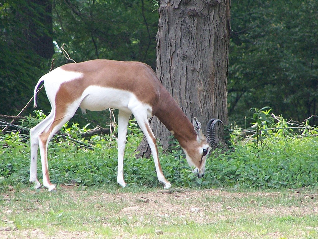 Mhorr Gazelle