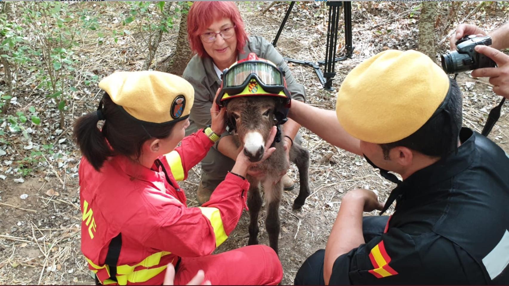 Mit Feuerwehr-Esel gegen Waldbrände in Spanien