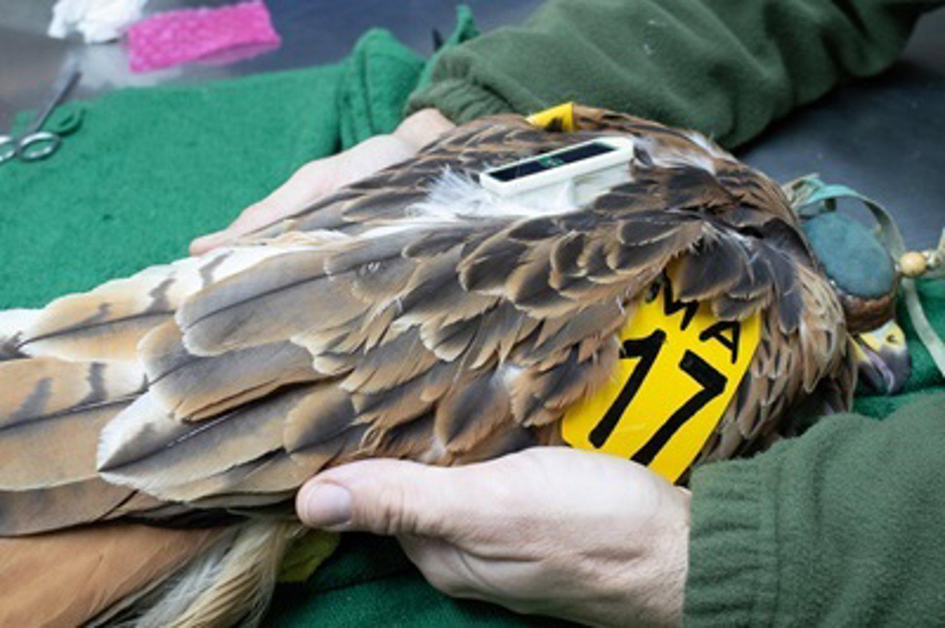 Milan met GPS-zender vrijgelaten Milan met GPS-zender vrijgelaten