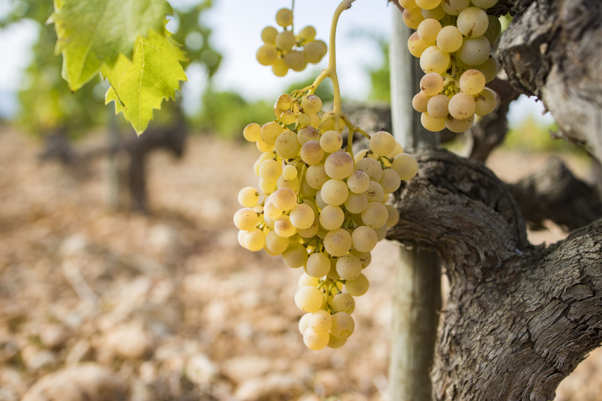 Weinlese bei der D.O. Binissalem
