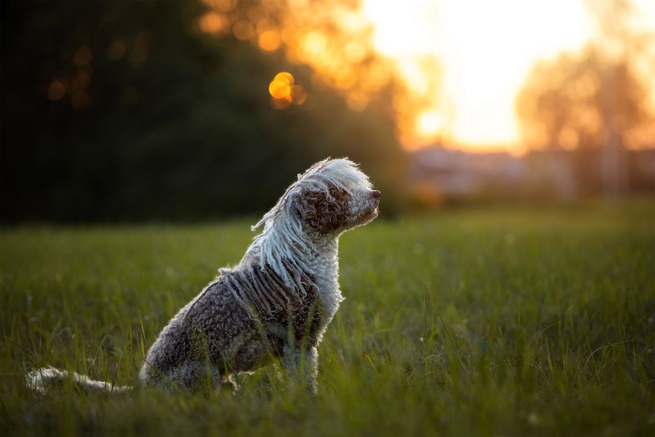 Perro de Agua Español Spanischer Wasserhund
