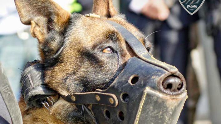 Polizeihunde suchen ein Zuhause Polizeihunde suchen ein Zuhause