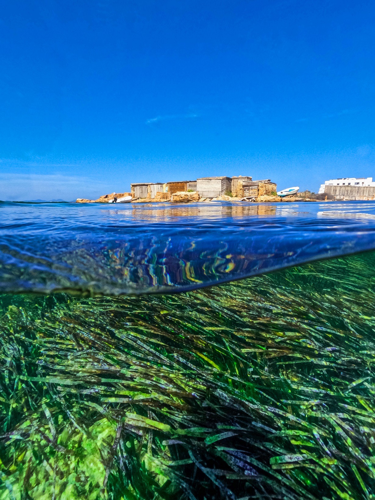 Posidonia vor Formentera