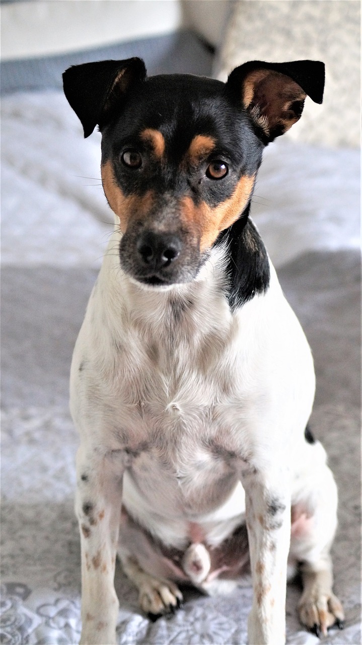 Ratonero bodeguero andaluz