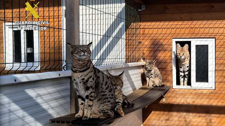 Inval in dierenwinkel op Mallorca