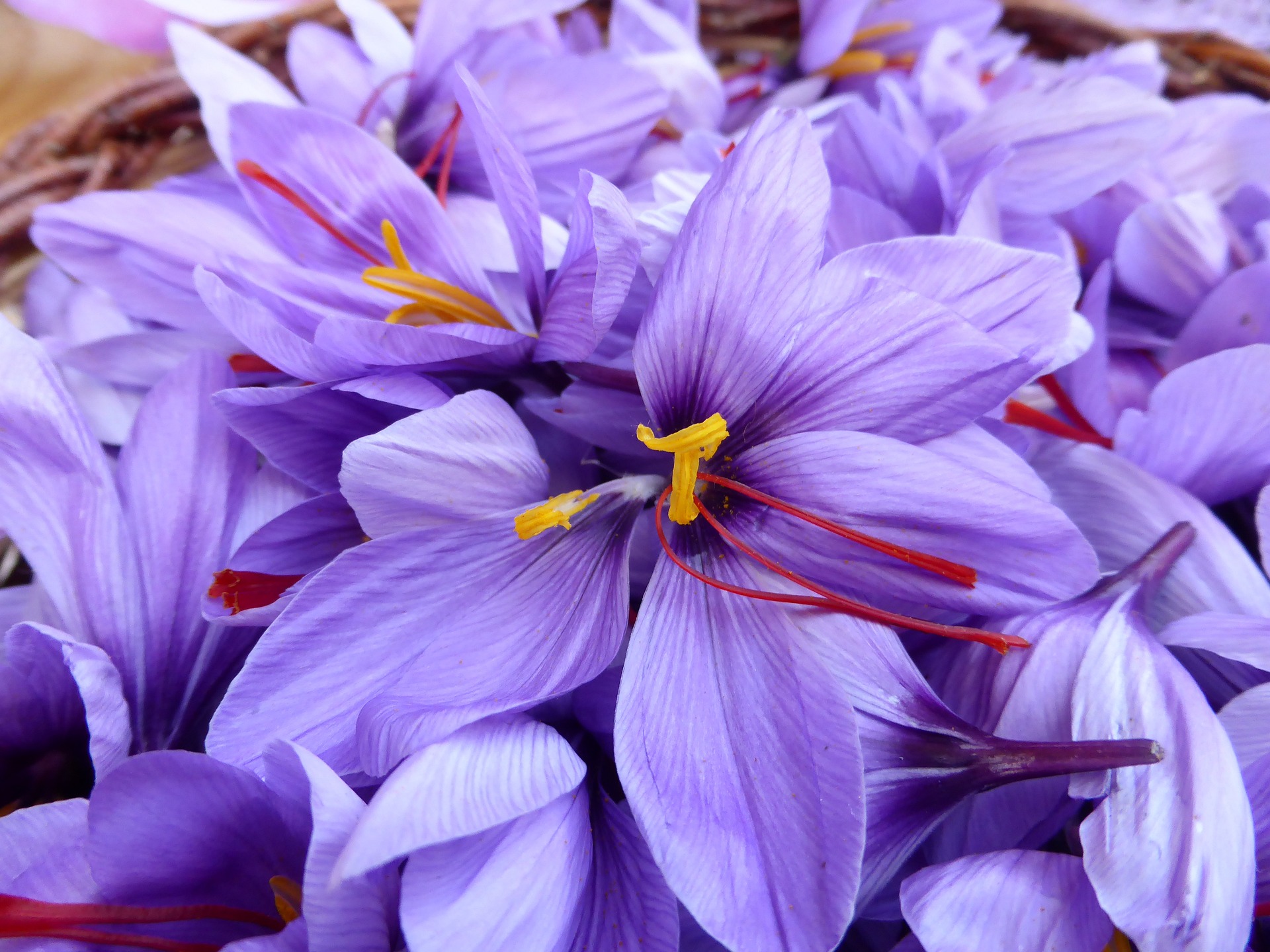 Safran Blüte