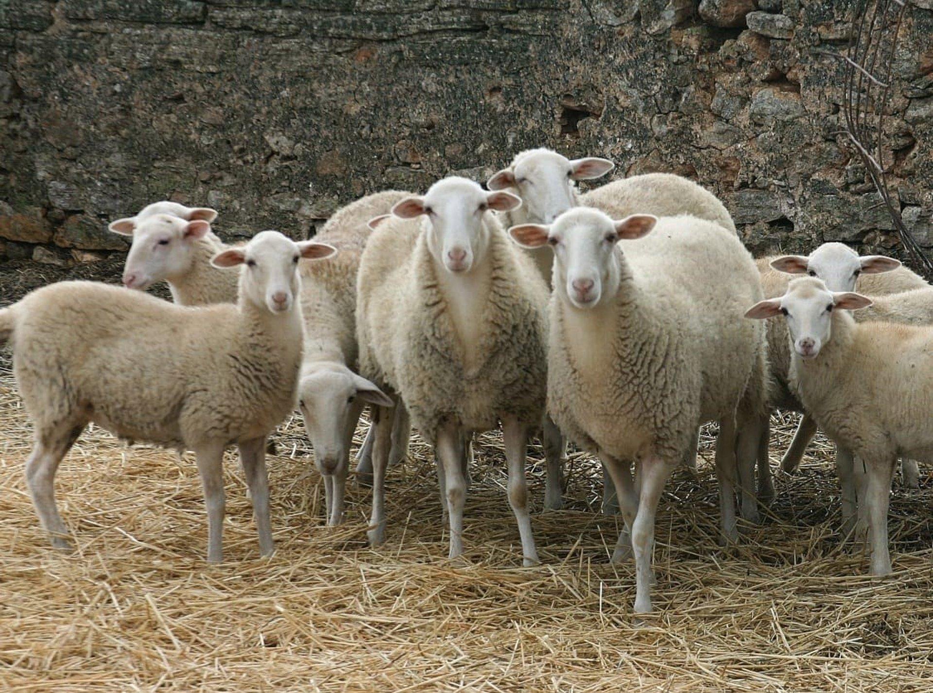 Schafherde auf Mallorca