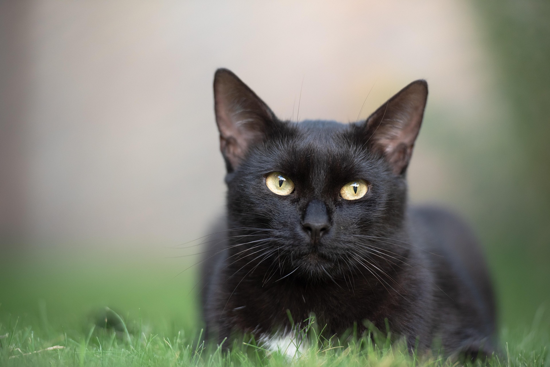 Schwarze Katze, Haustier