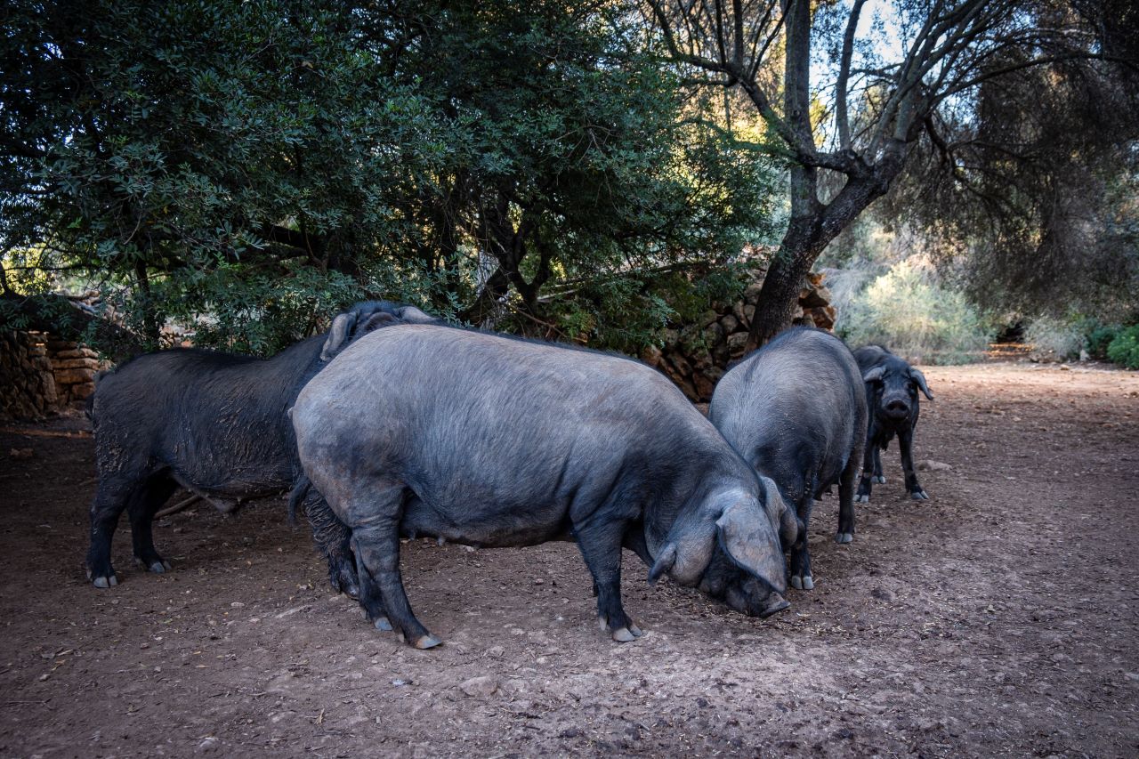 Schwarze Schweine - Porc Negre