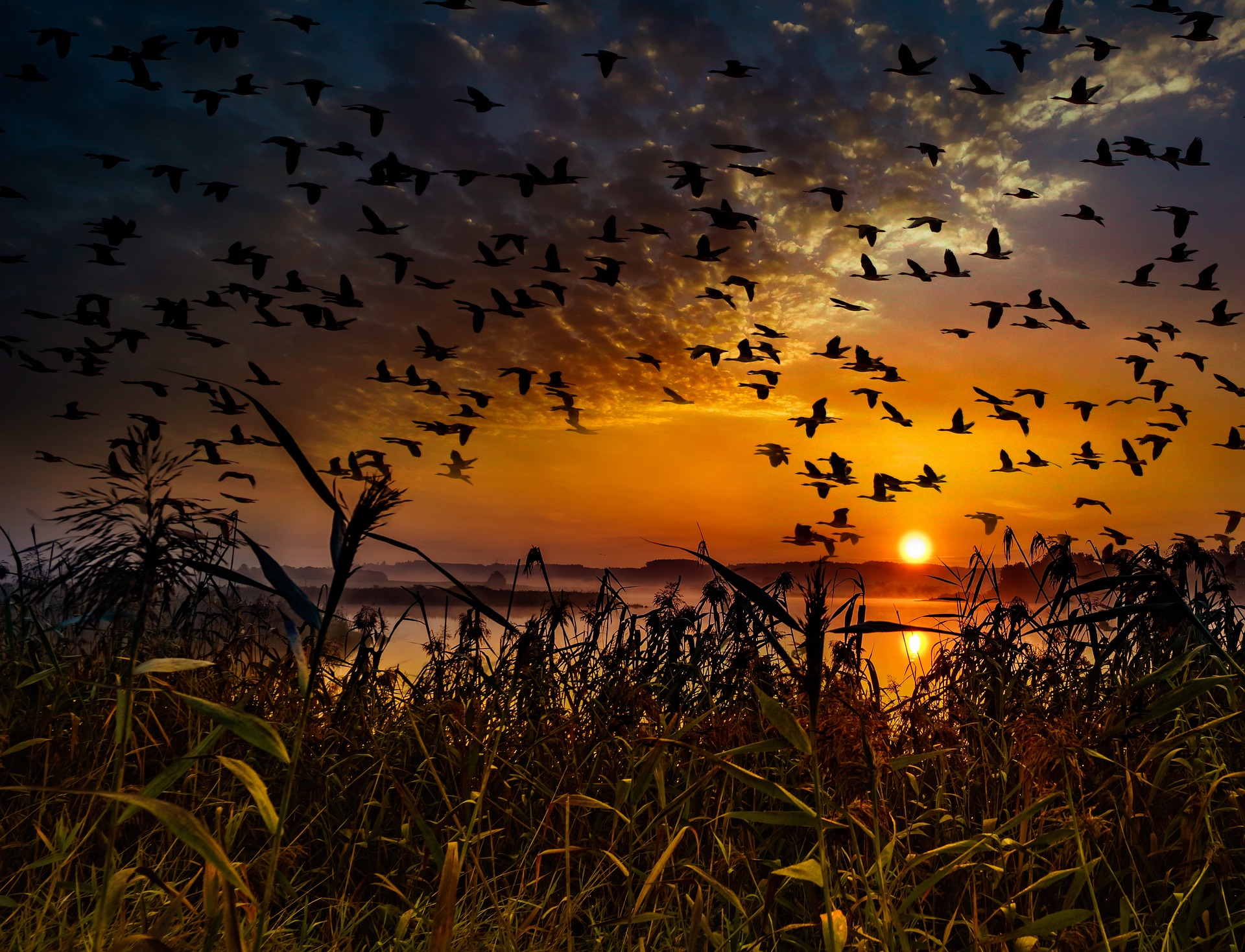 Sonnenuntergang Vogelschwarm Zugvögel