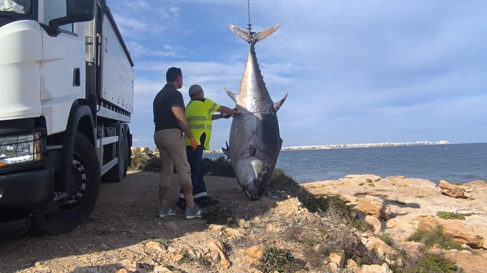 Thunfisch von 376 Kilogramm an der Küste bei Torrevieja