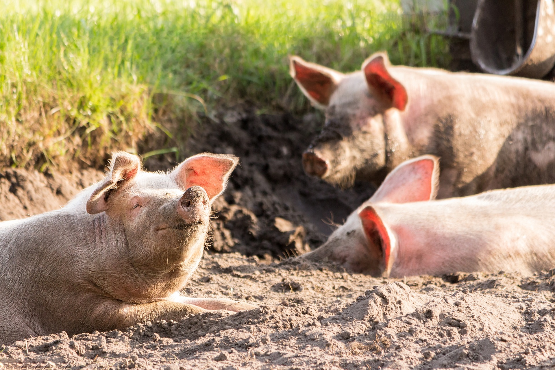 Tiere, Schweine