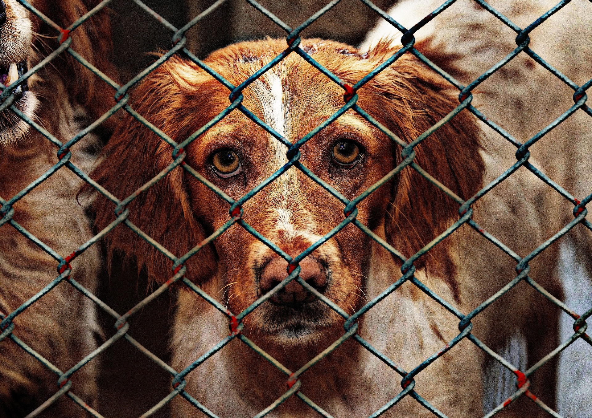 Mehr als 85.000 Hunde und Katzen warten in spanischen Tierheimen