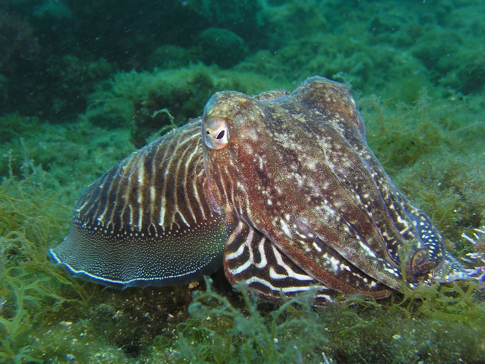 Riesiger, seltener Tintenfisch an Strand in Asturien gefunden