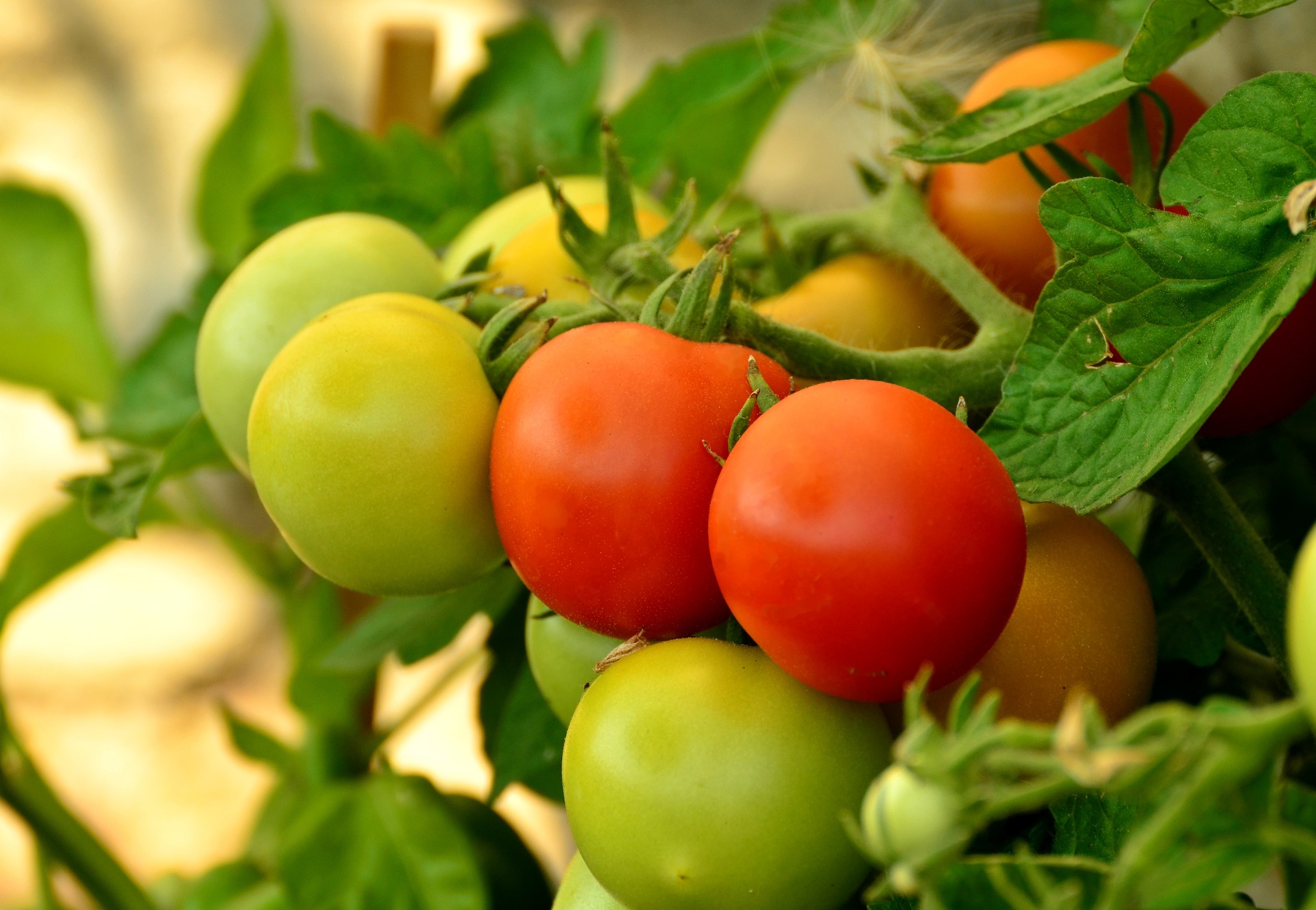 Tomaten Nachtschattengewächs