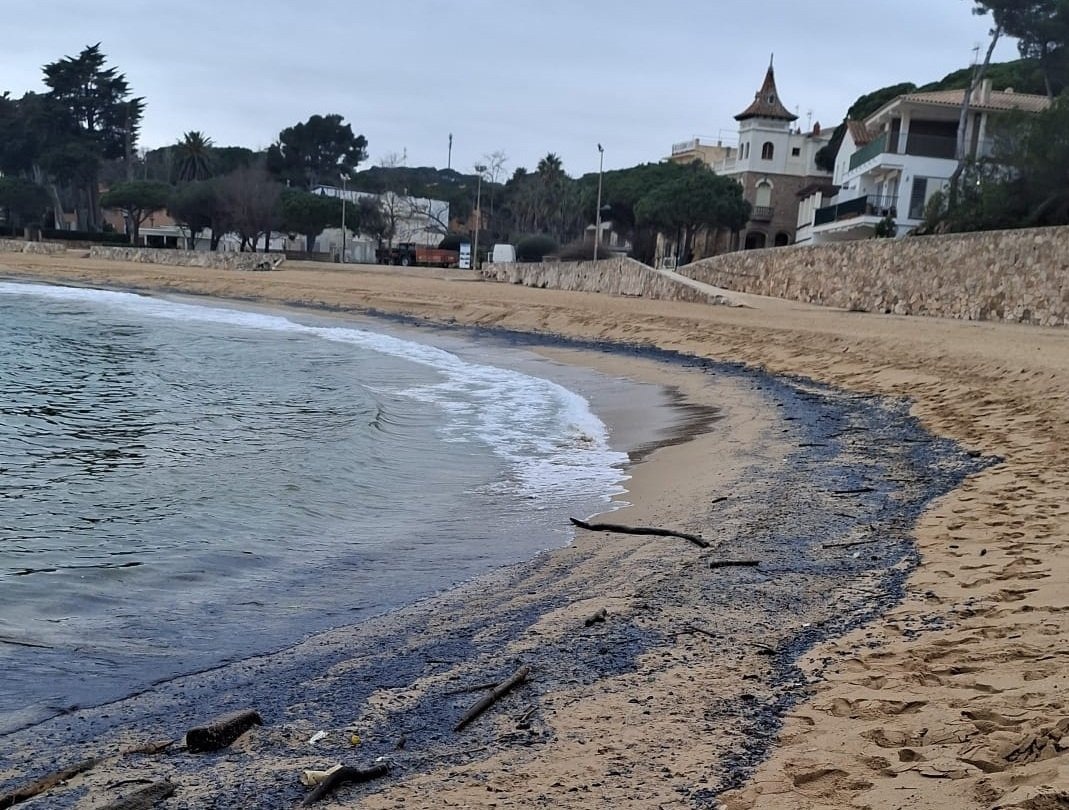 Velella velella