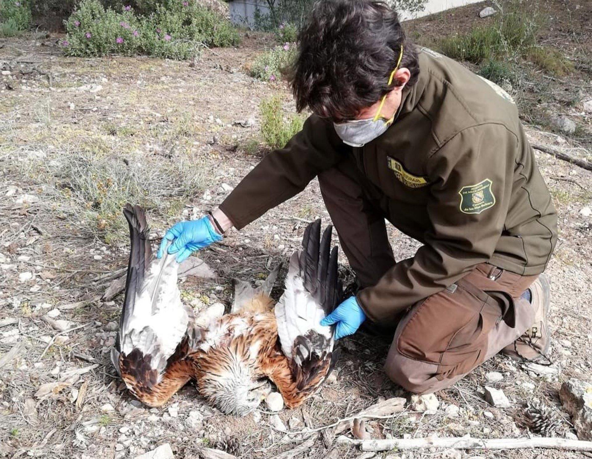 GOB eist onderzoek naar vergiftiging van drie milanen op Mallorca GOB eist onderzoek naar vergiftiging van drie milanen op Mallorca