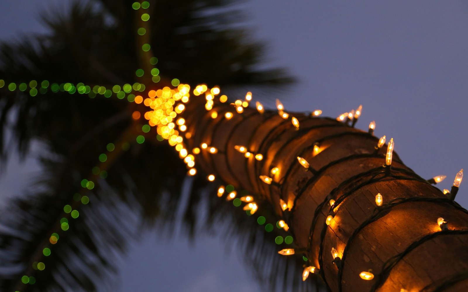 Weihnachtspalme