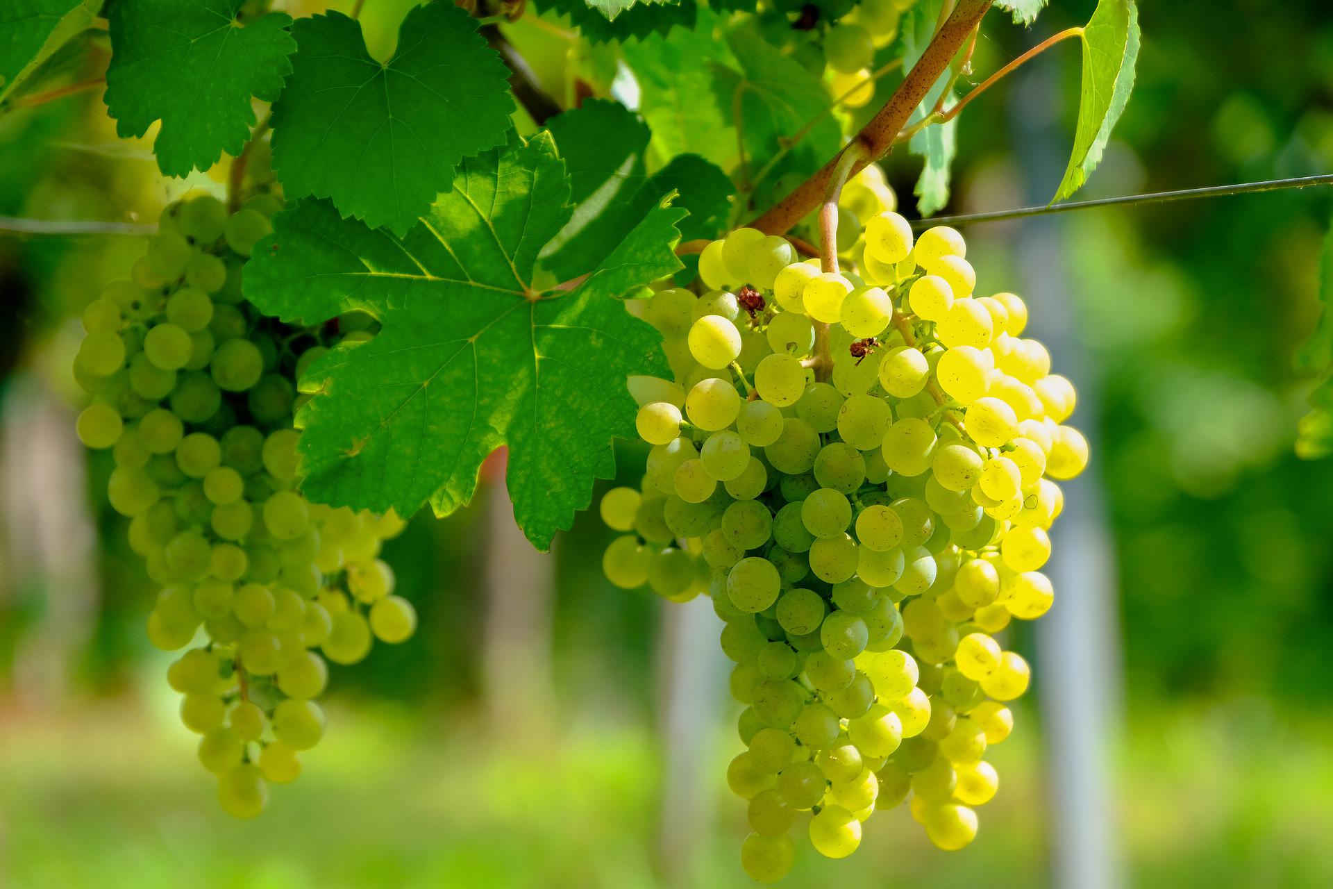 Productie van witte wijn op Mallorca neemt toe