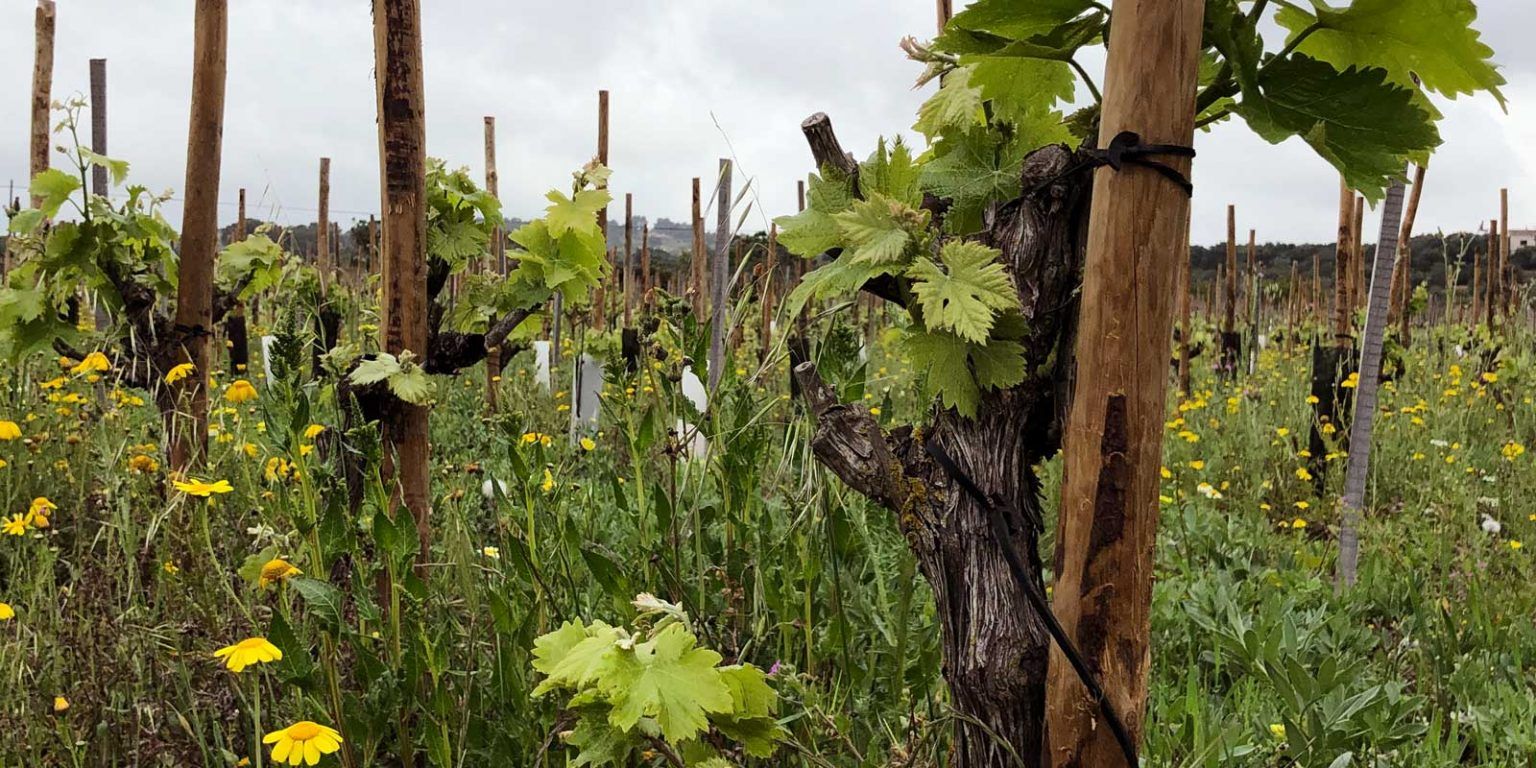 2.000 Jahre alter Wein in Sevilla entdeckt 2.000 Jahre alter Wein in Sevilla entdeckt