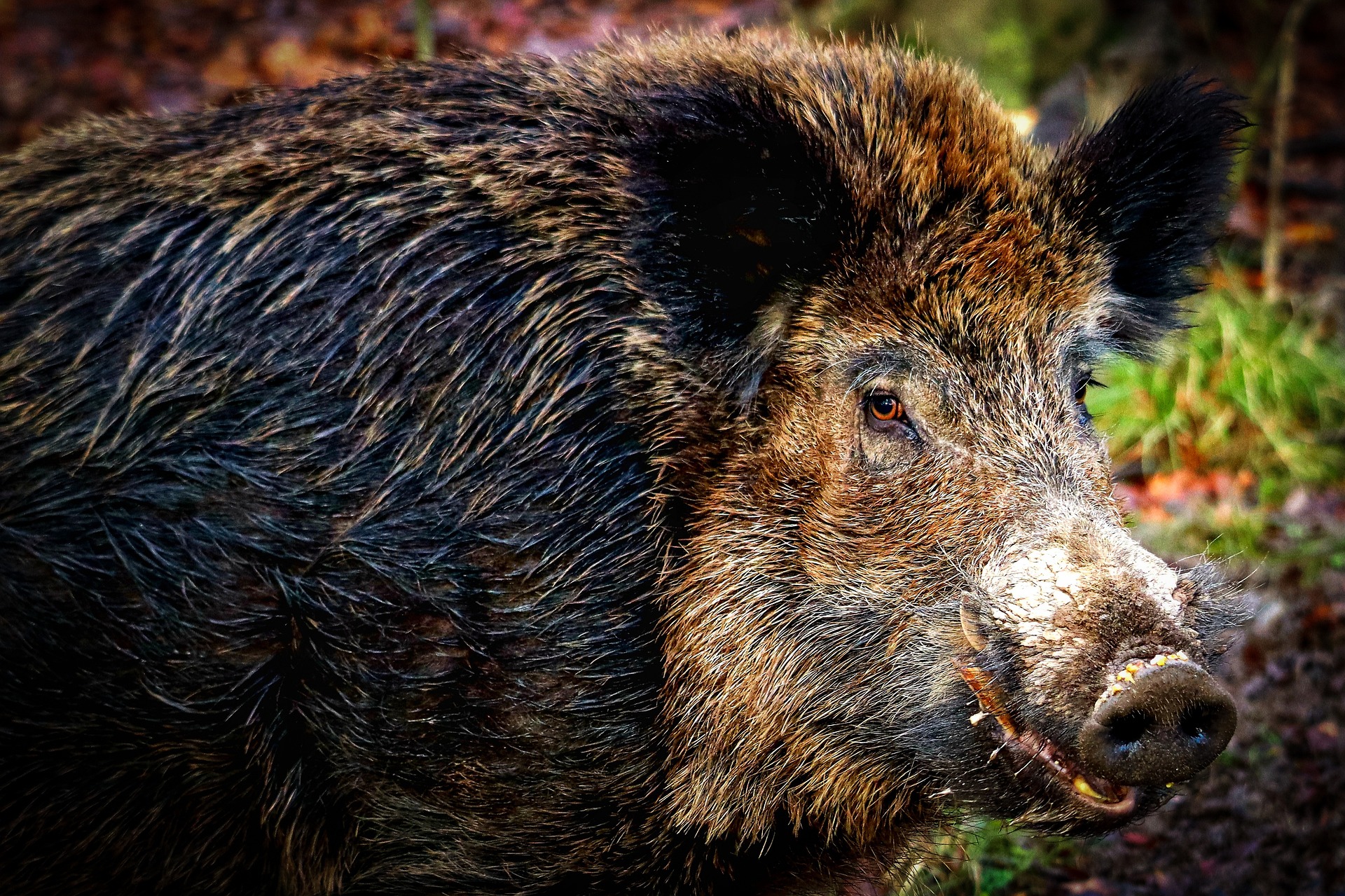 Wildschwein, Keiler