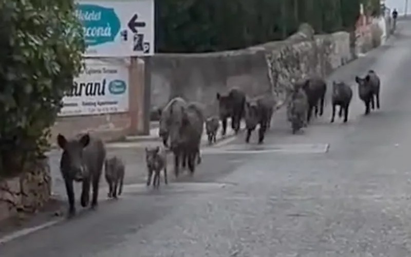 Wildschweine in Wohngebieten und Gärten Wildschweine in in Wohngebieten und Gärten