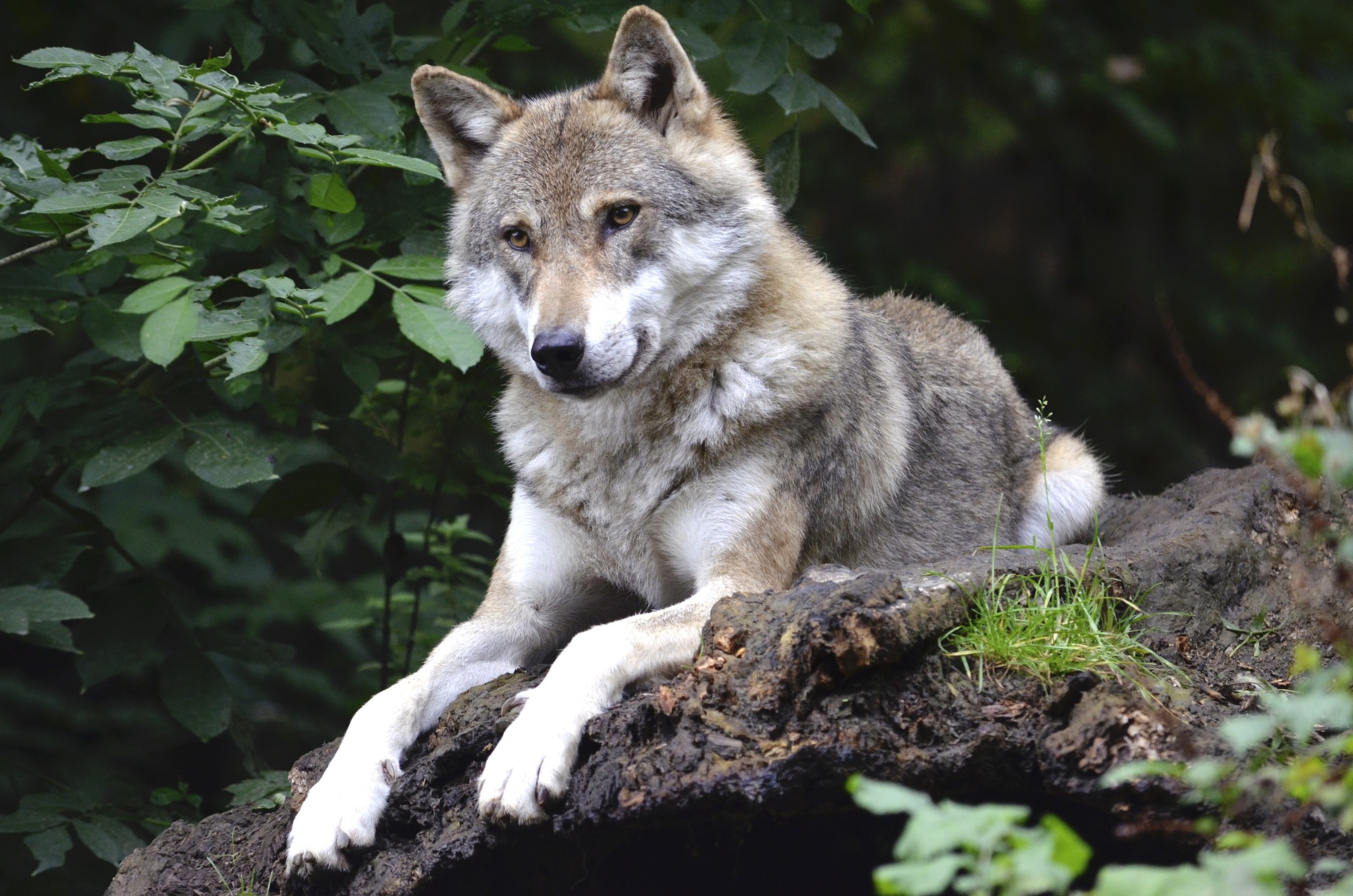 Wolf, Wald