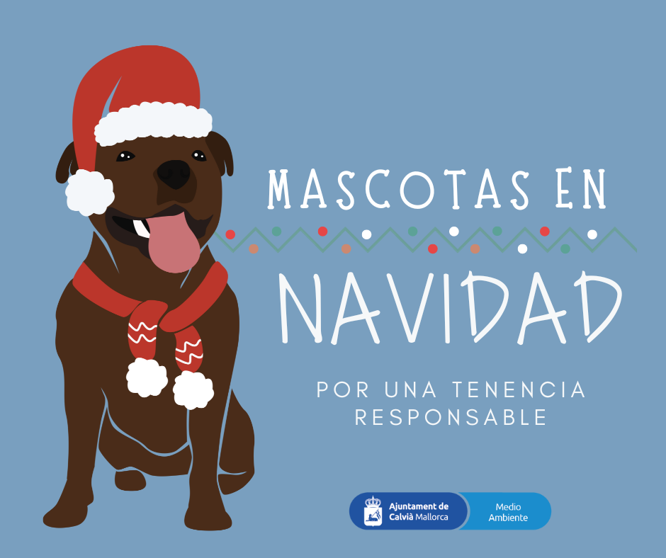 Zuhause für Hunde auf Mallorca zu Weihnachten