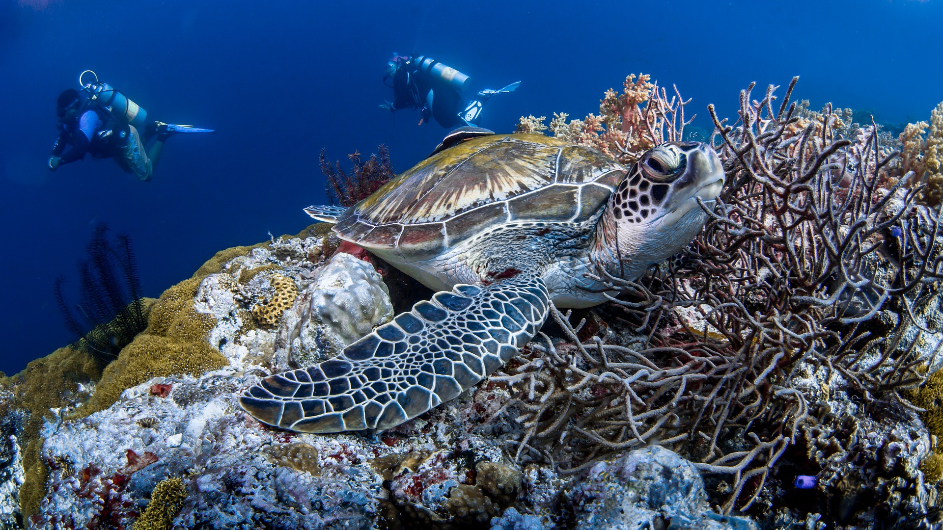 Meeresschutzgebiete „unzureichend“ für die Wiederherstellung mariner Ökosysteme